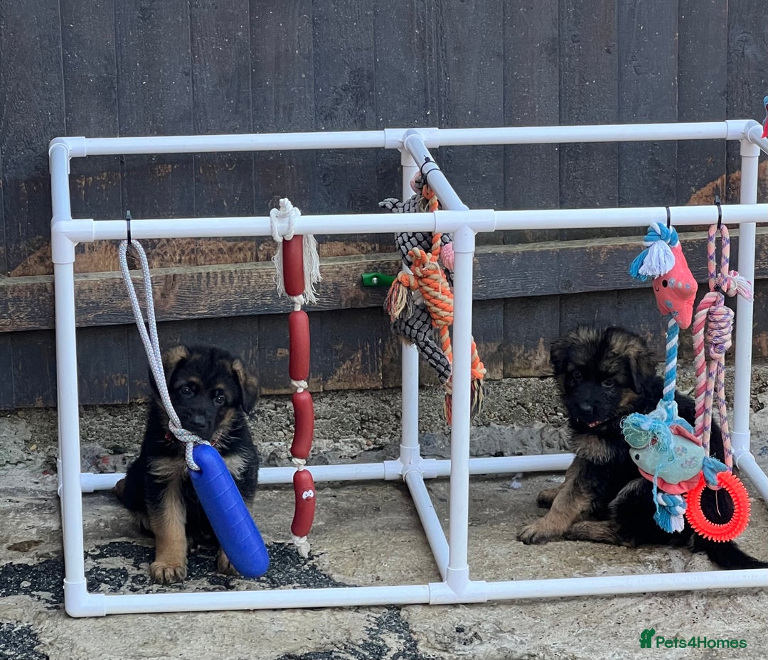 German Shepherd dogs for sale: German Shepherd Puppies  - Image 1