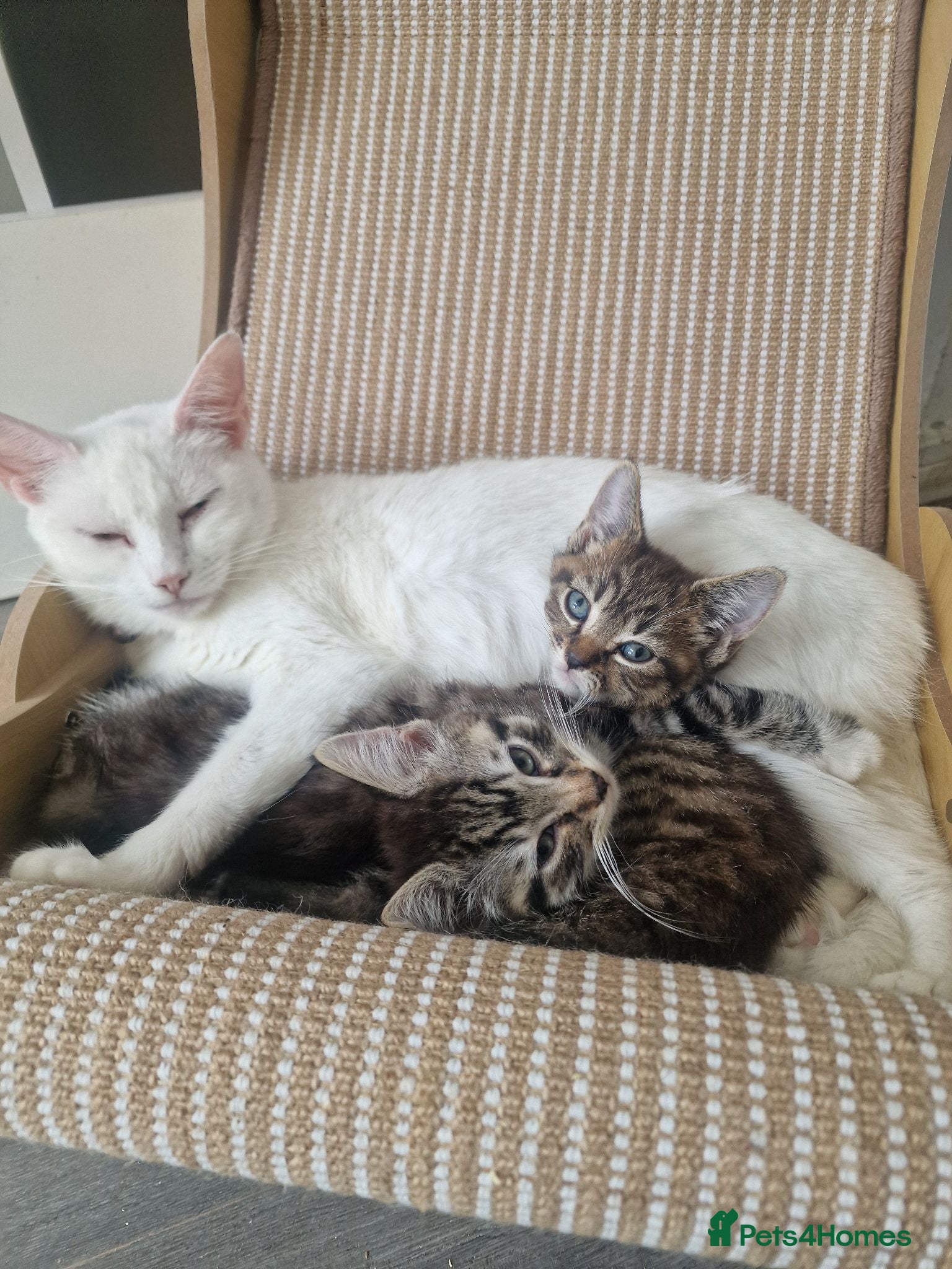 Mixed Breed cats Beautiful kittens  - Advert 15