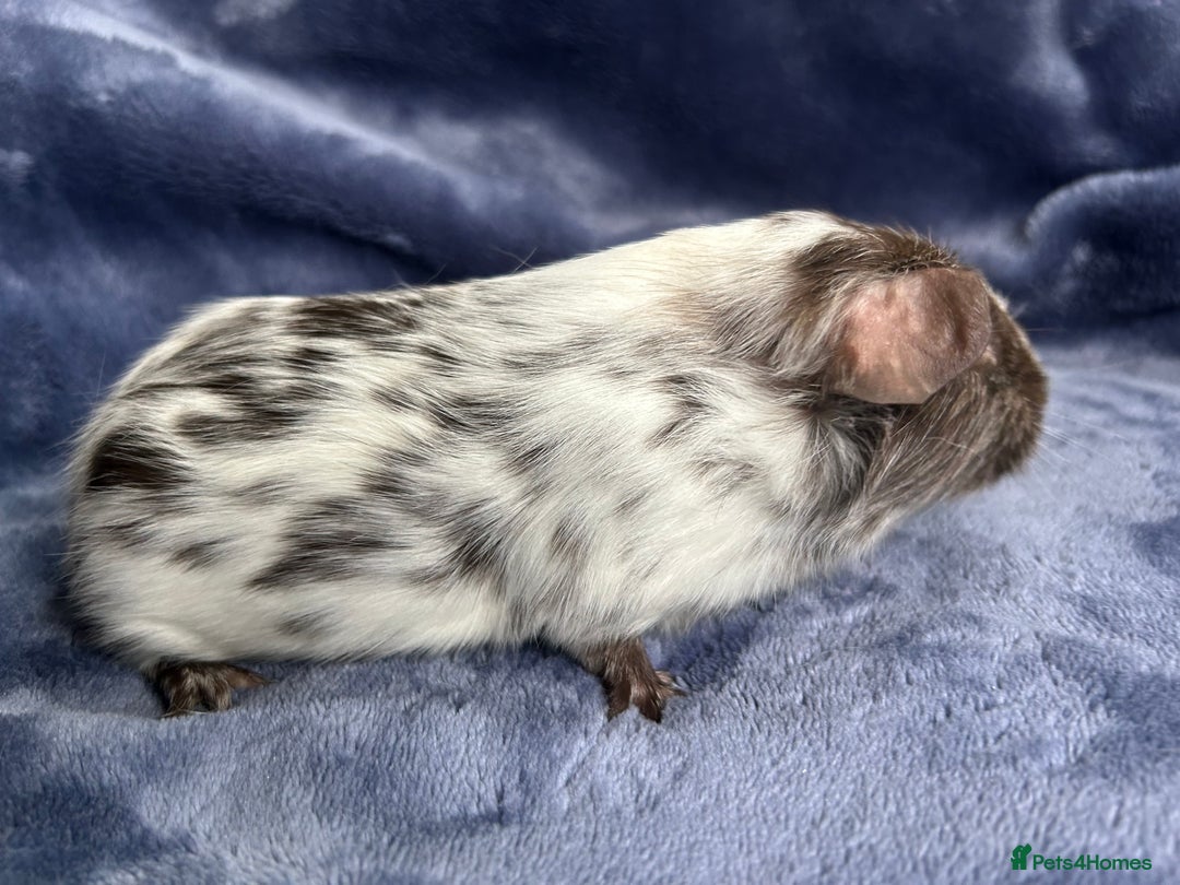 Guinea Pig rodents for sale: Dalmation baby Guinea pigs - Advert 13