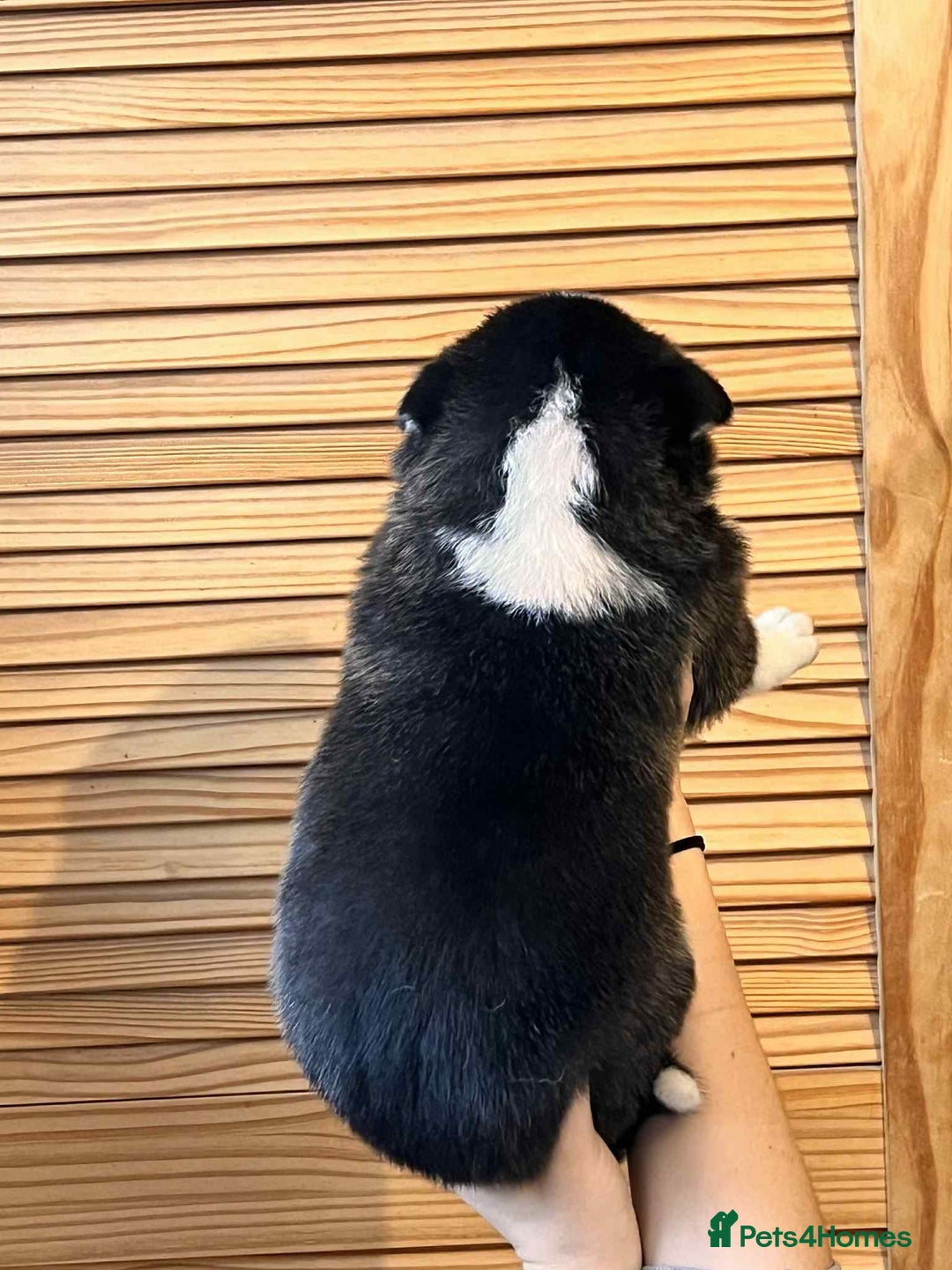 Siberian Husky dogs for sale: Siberian husky puppies x 5 - Advert 26