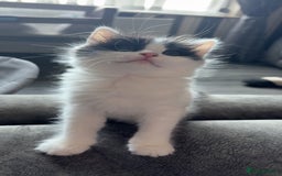 Domestic Shorthair cats for sale: 2 Black and White Kittens for sale - Image 5
