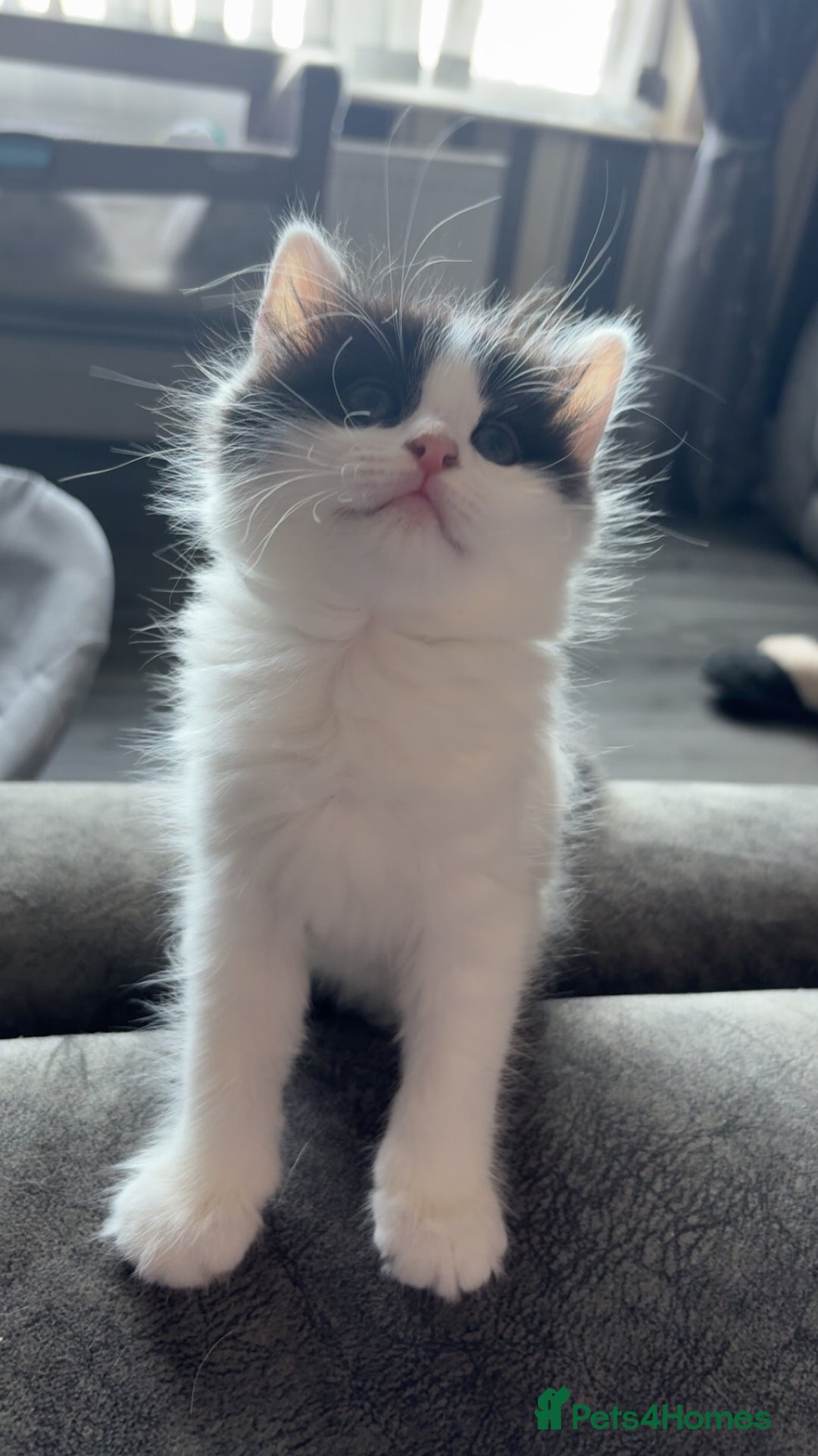 Domestic Shorthair cats for sale: 2 Black and White Kittens for sale - Image 5