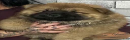 Chow Chow dogs for sale: Kc chow chow puppies  in Houghton le Spring - Advert 4