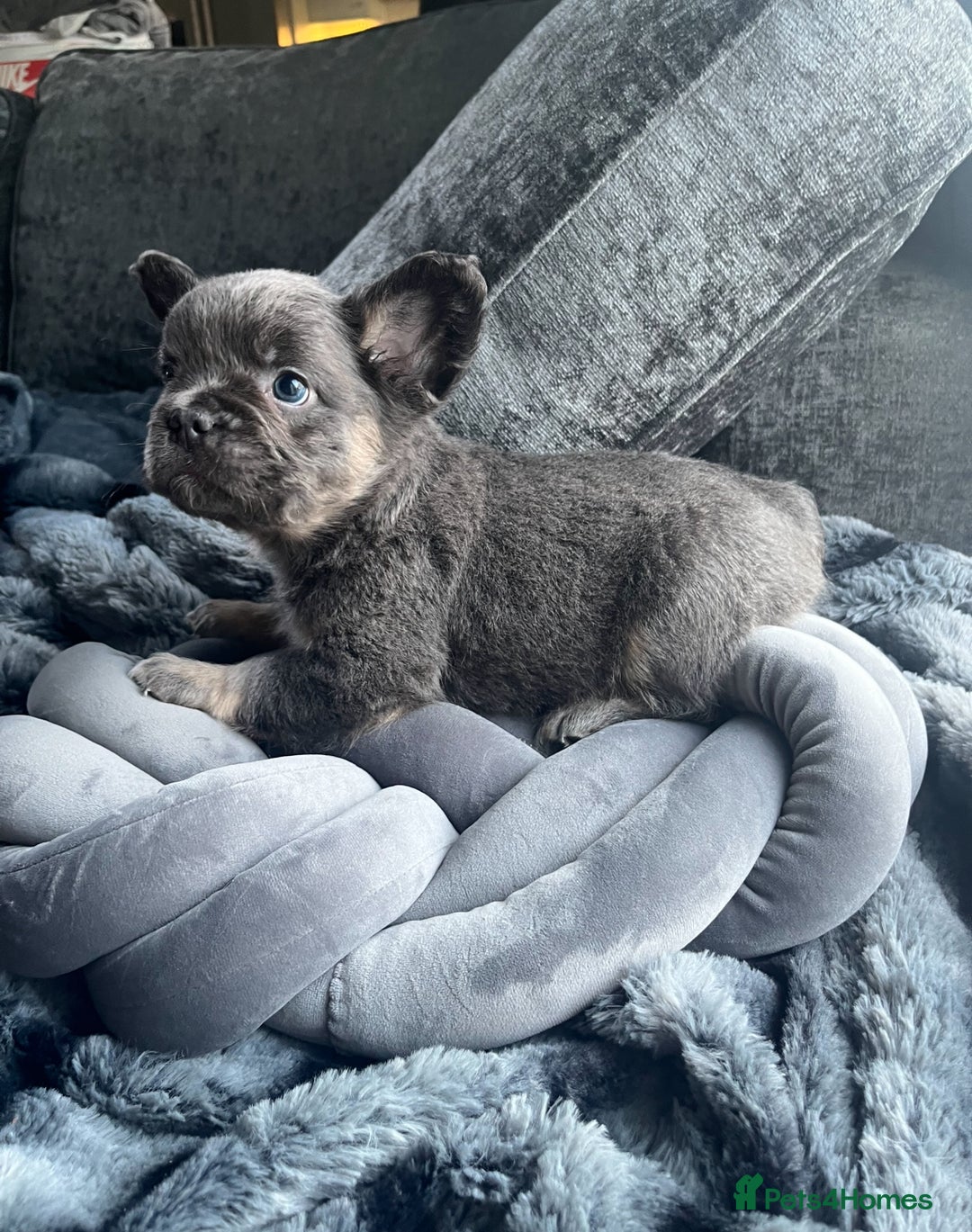 French Bulldog dogs for sale: Beautiful full fluffy frenchies  - Advert 14