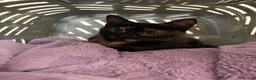 Domestic Shorthair cats for sale: 5month gorgeous tortie kitten  in Leeds - Advert 1