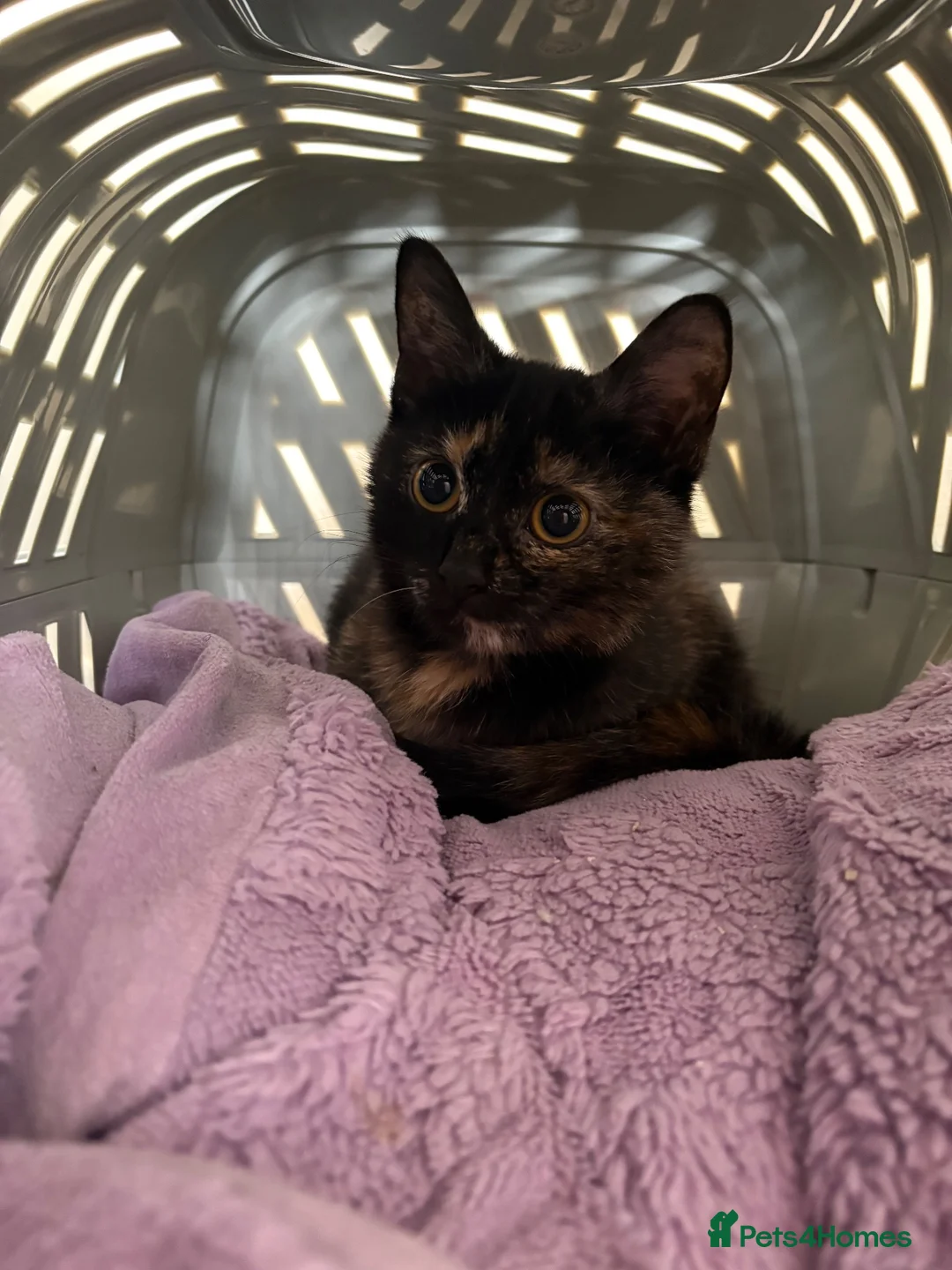 Domestic Shorthair cats for sale: 5month gorgeous tortie kitten  in Leeds - Advert 1