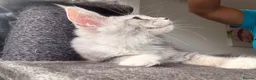 Maine Coon cats for sale: 🐾 Beautiful Maine Coon Girl – Rosie 🐾 - Advert 11