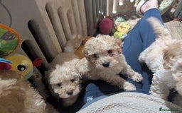 Miniature Poodle dogs for sale: Kc reg mini poodle pups for sale  - Image 6