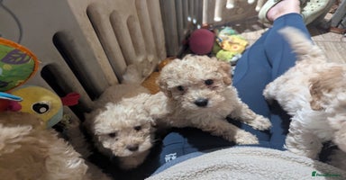 Miniature Poodle dogs - Advert 4