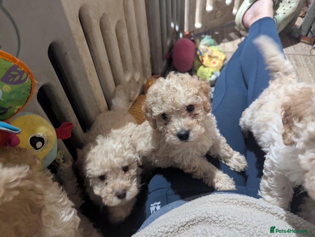 Miniature Poodle dogs for sale: Kc reg mini poodle pups for sale  - Image 6