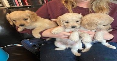 Cockapoo dogs COCKAPOO PUPPIES only one boy avaiable - Advert 7