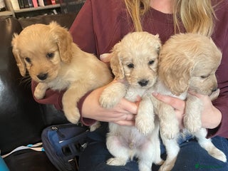 Cockapoo dogs COCKAPOO PUPPIES only one boy avaiable - Advert 1