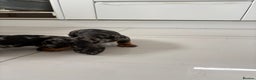 Miniature Dachshund dogs for sale: 3 Beautiful miniature dachshund pups - Advert 6