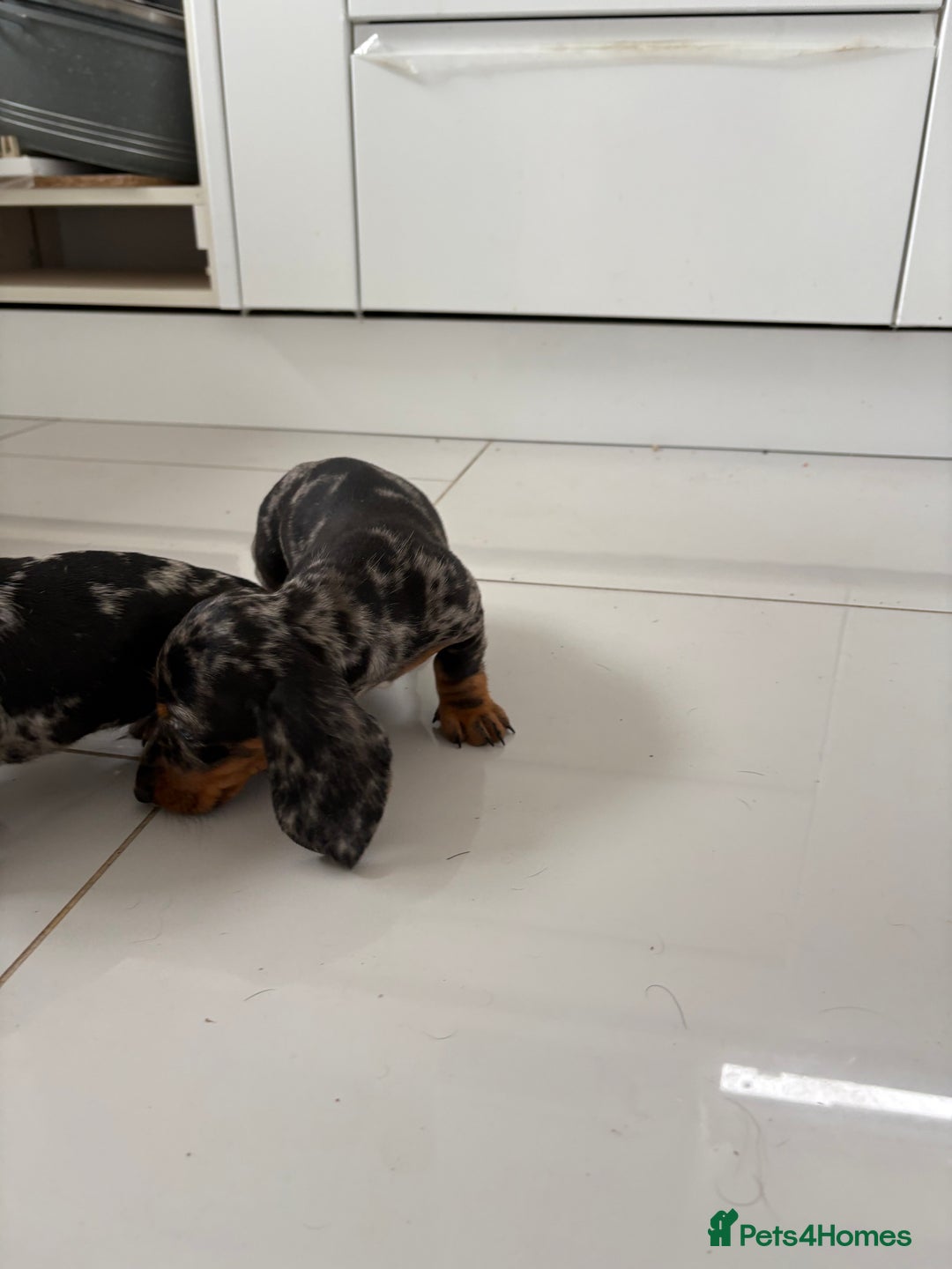 Miniature Dachshund dogs for sale: 3 Beautiful miniature dachshund pups - Advert 6
