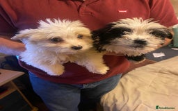 Jackapoo dogs for sale: Jackapoo puppies for sale  - Advert 3