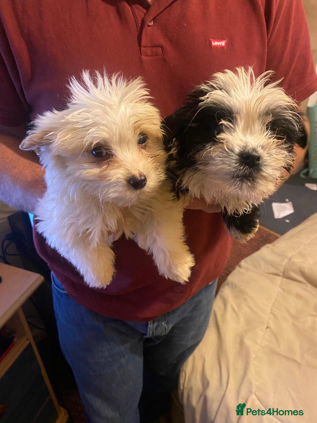 Jackapoo dogs for sale: Jackapoo puppies for sale  - Advert 3