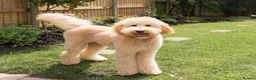 Australian Labradoodle dogs for sale: 🐾 READY TO GO ~ EXCEPTIONAL AUSTRALIAN DOODLES🐾 - Advert 4