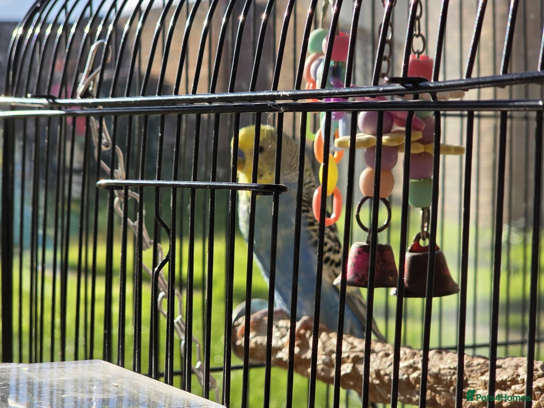 Budgerigars birds for sale: Budgie & Cage Set - Advert 4