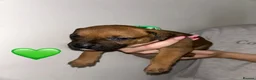 Mixed Breed dogs for sale: Bull lurchers in Leek - Advert 12
