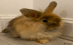 Harlequin rabbits for sale: Harlequin Babies - Image 4