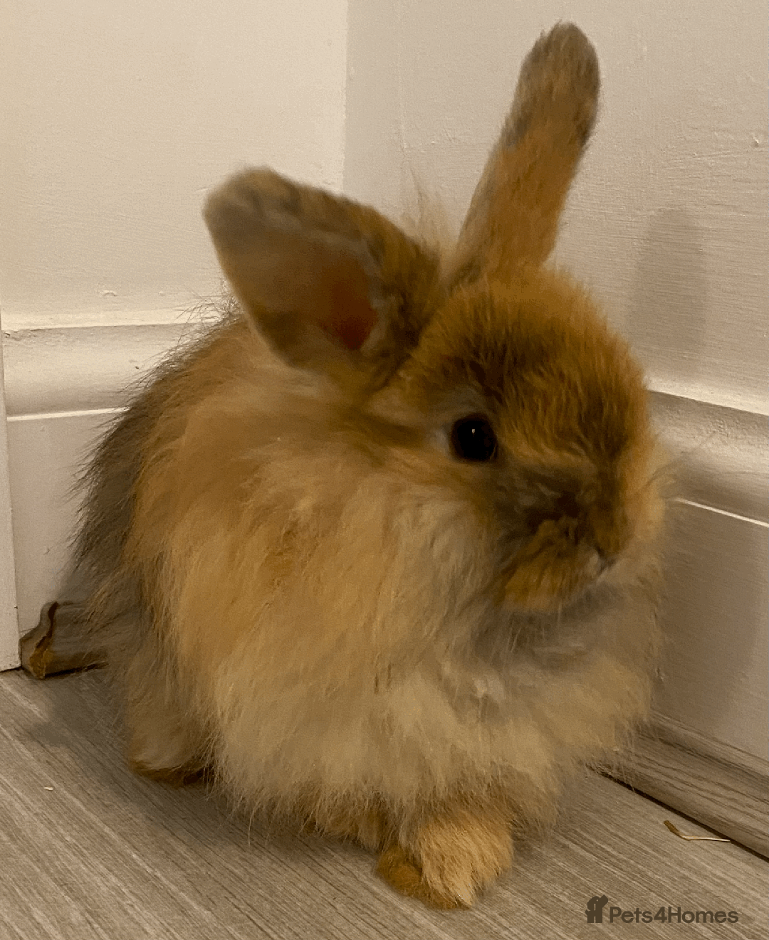 Harlequin rabbits for sale: Harlequin Babies - Image 4