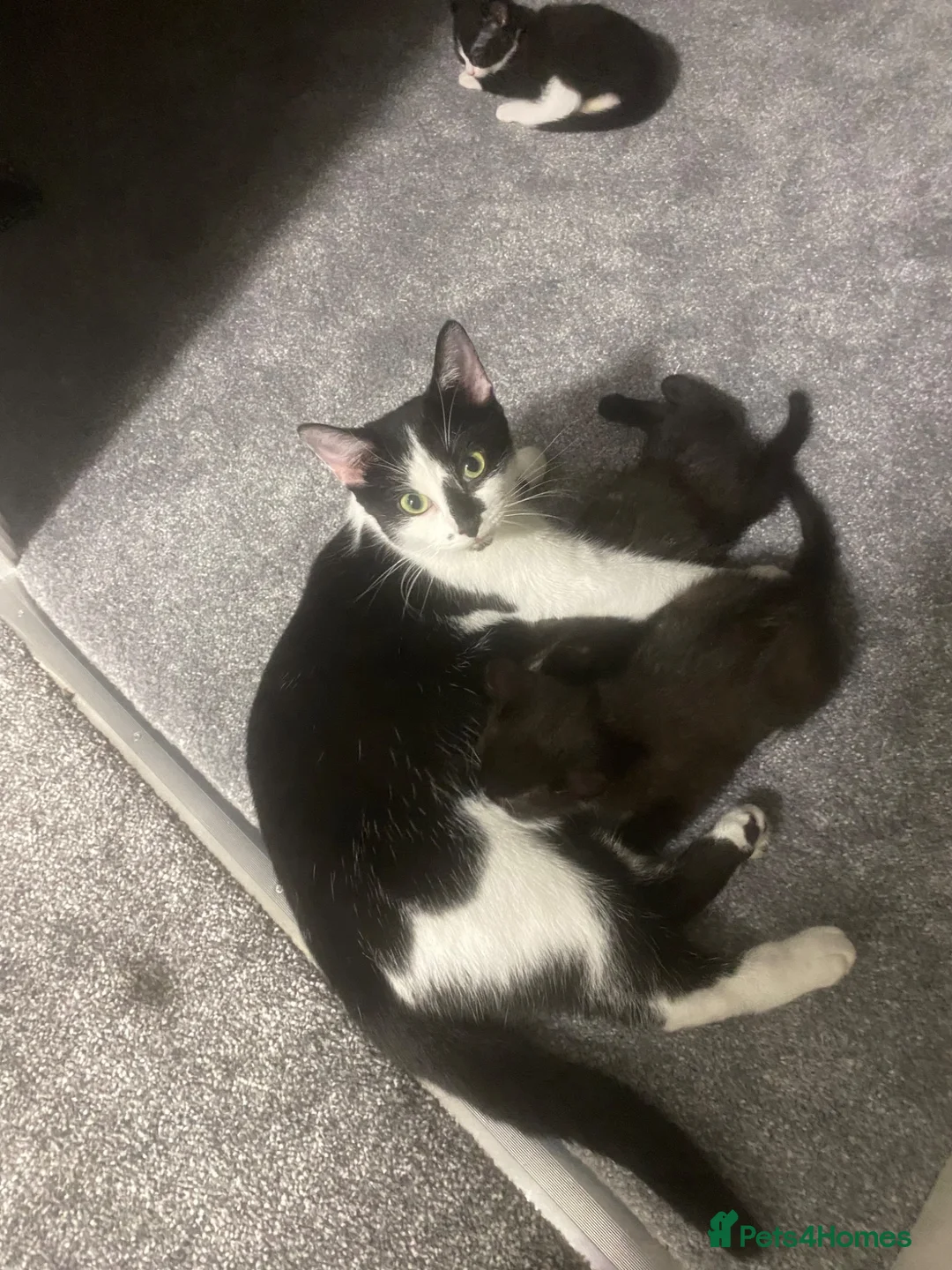 Mixed Breed cats for sale: Kittens - Advert 1