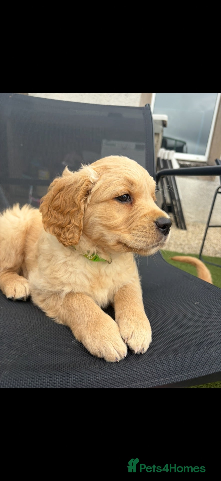 Golden Retriever dogs Golden retriever puppies  - Advert 6