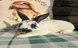 Rex rabbits for sale: Gorgeous mini Rex rabbits  - Image 3