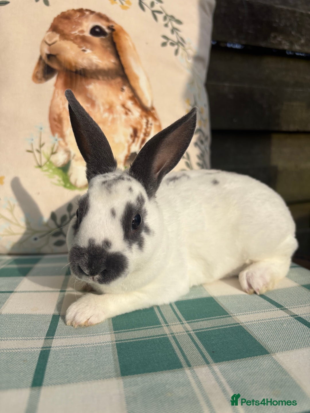 Rex rabbits for sale: Gorgeous mini Rex rabbits  - Image 3