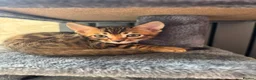 Bengal cats for sale: Bengal - Advert 17