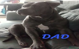 Staffordshire Bull Terrier dogs for sale: Blue Staffs Puppies - Image 11