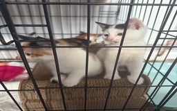 British Shorthair cats for sale: 4 Kittens for sale - Image 4