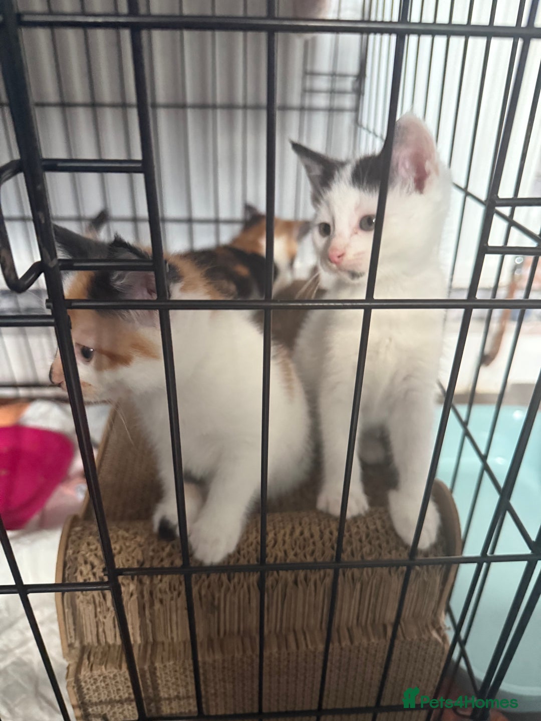 British Shorthair cats for sale: 4 Kittens for sale - Image 4