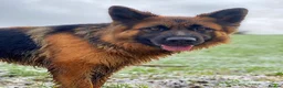 German Shepherd dogs for sale: Purebred big boned pedigree puppies - Advert 5