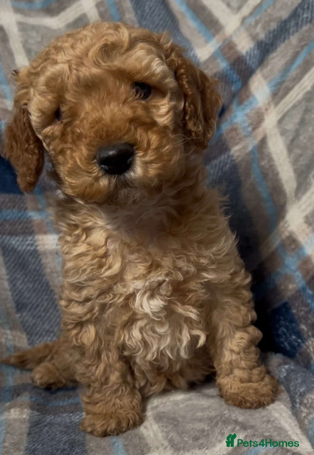 Cockapoo dogs for sale: Beautiful Red Cockerpoo Puppies - Advert 2
