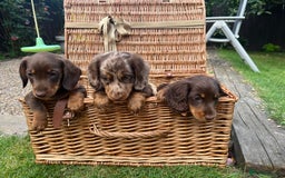 Miniature Dachshund dogs for sale: Miniature dachshund  - Image 4