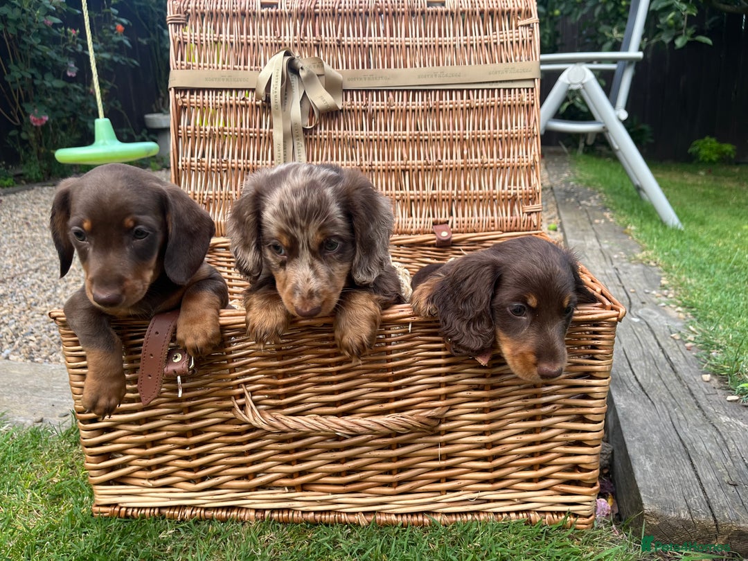 Miniature Dachshund dogs for sale: Miniature dachshund  - Image 4
