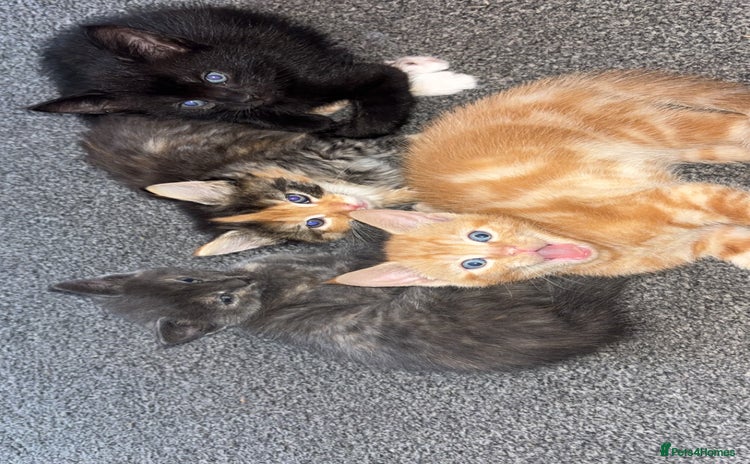 Mixed Breed cats - Advert 1