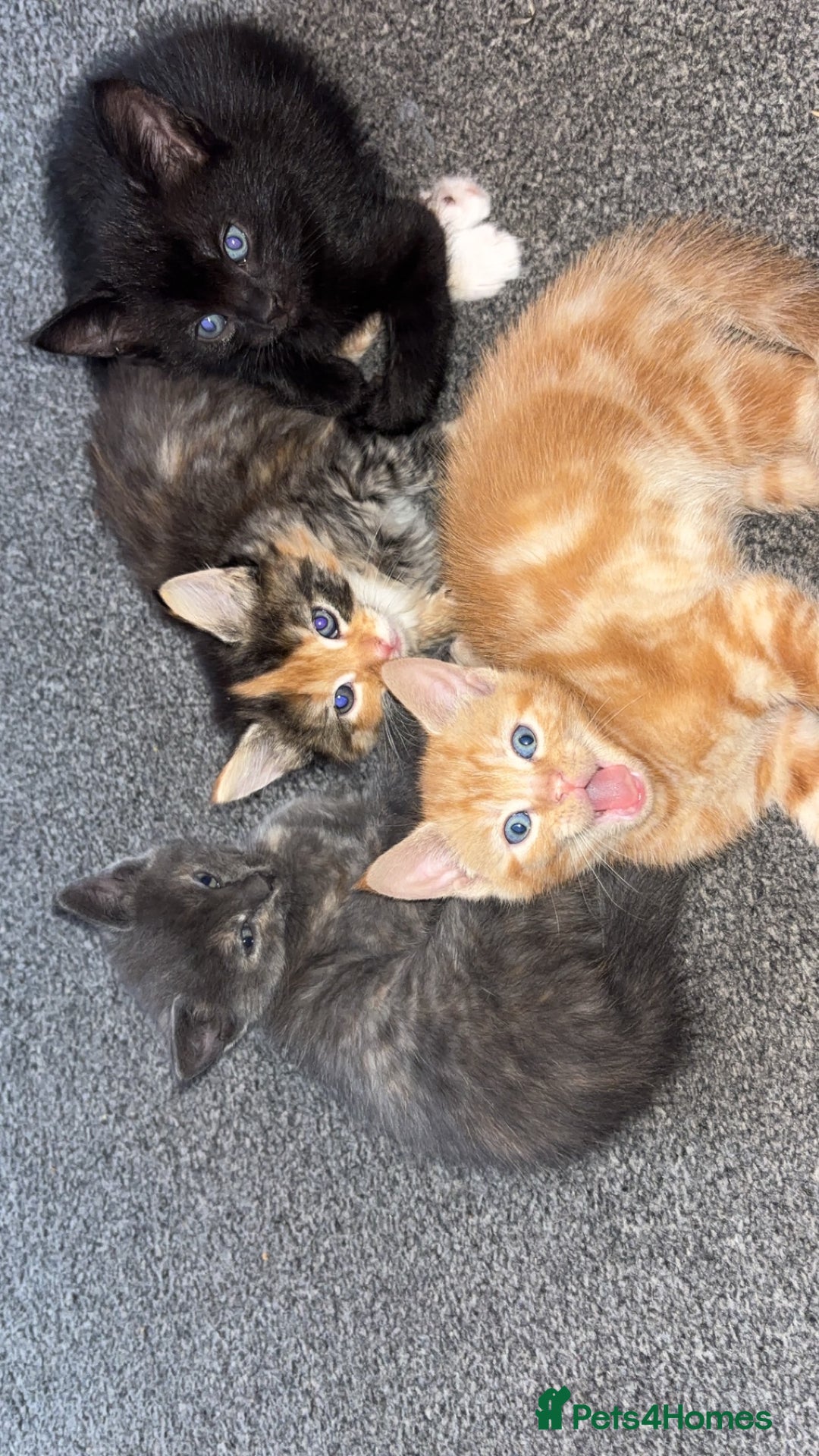 Mixed Breed cats for sale: 2 male 2 female kittens  - Image 1