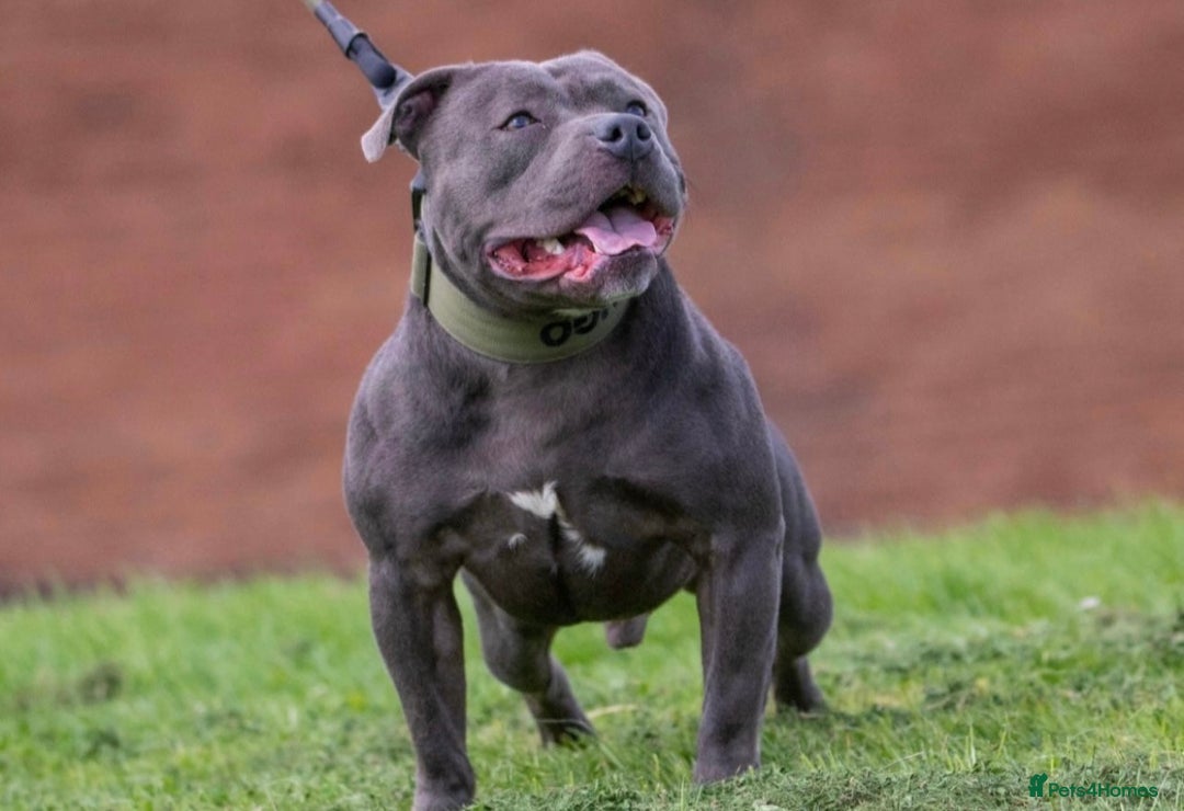 Staffordshire Bull Terrier dogs for sale: Blue Staffordshire Bull Terrier Champion Pup - Advert 17