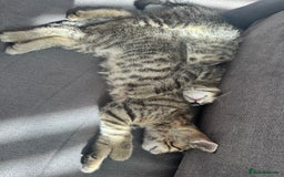 Bengal cats for sale: Last Bengal boy looking for loving home!  - Image 3