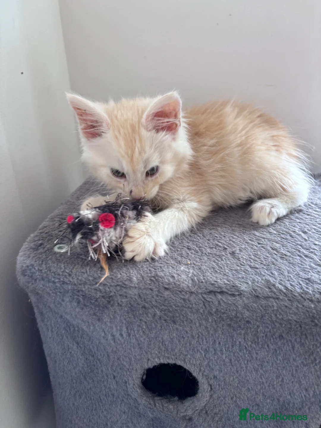 Maine Coon cats for sale: 🌟 Rare Light Cream Maine Coon Boy – Ready Now🔥  - Advert 15