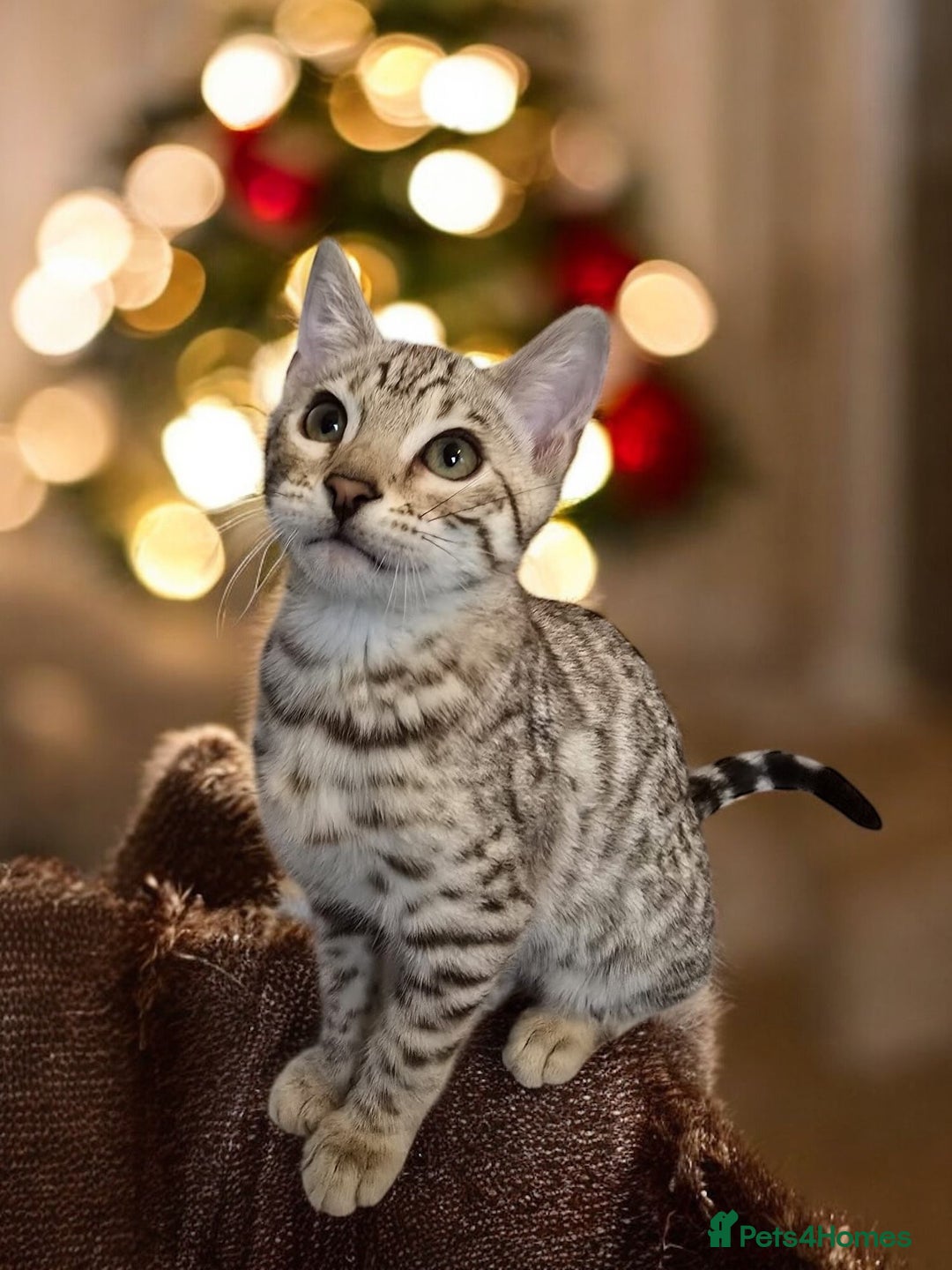 Bengal cats for sale:  Championship Bengal Kittens  - Advert 29