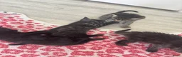 Bengal cats for sale: Bengal cross kittens  - Advert 19