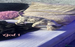 American Bully dogs for sale: Stunning pocket bully pups for sale - Image 5