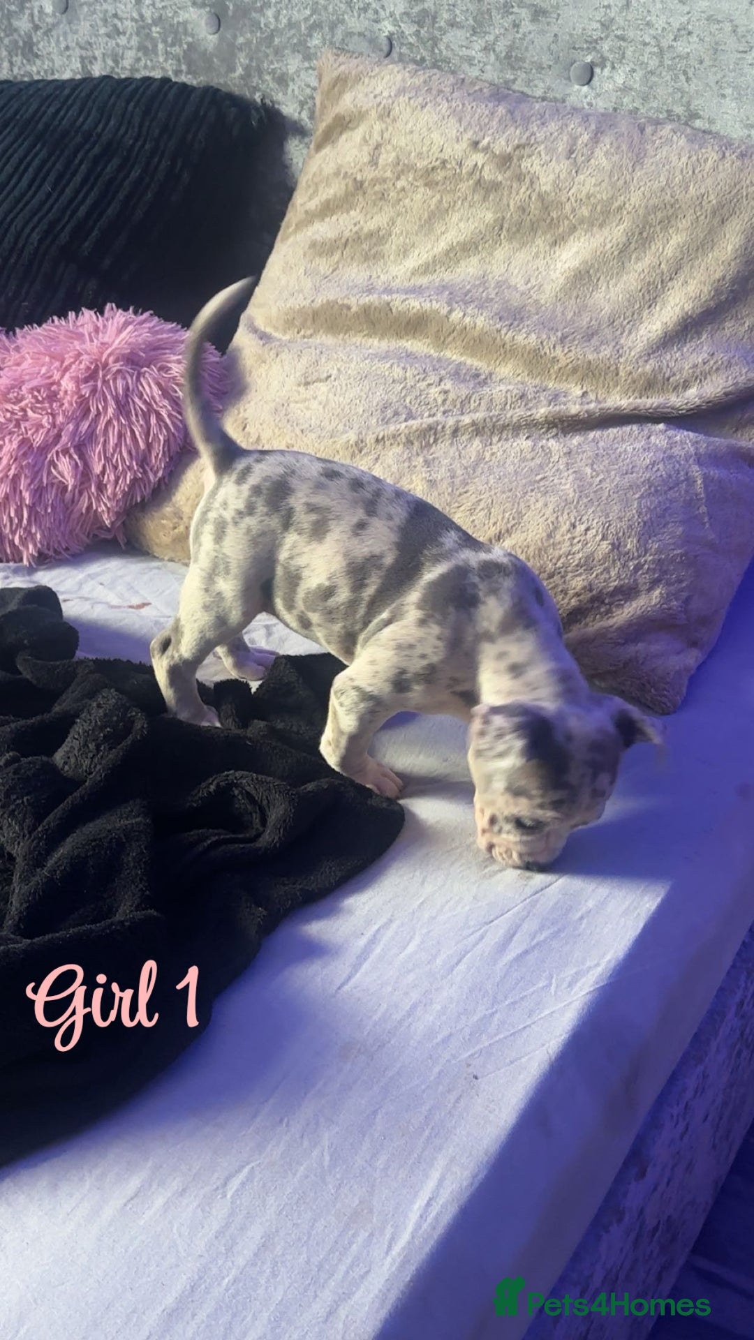 American Bully dogs for sale: Stunning pocket bully pups for sale - Image 5
