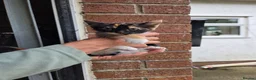 Mixed Breed cats for sale: Ginger girls and tortashell Kittens male & female  in Beaworthy - Advert 11