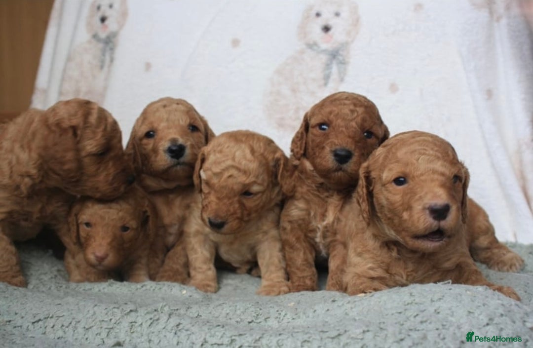 Cavapoo dogs for sale: 6 Cavapoos for sale - Advert 4