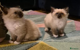 Ragdoll cats for sale: Beautiful Ragdoll Kittens - Image 4