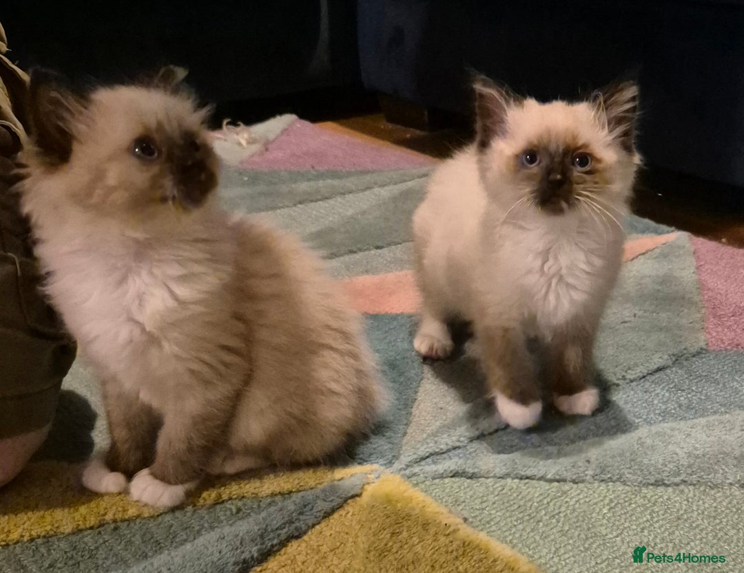 Ragdoll cats for sale: Beautiful Ragdoll Kittens - Image 4